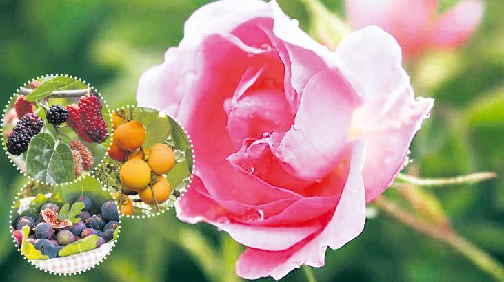 Isparta gülü, Trabzon hurması dut ve incir... Zirai don listesinde