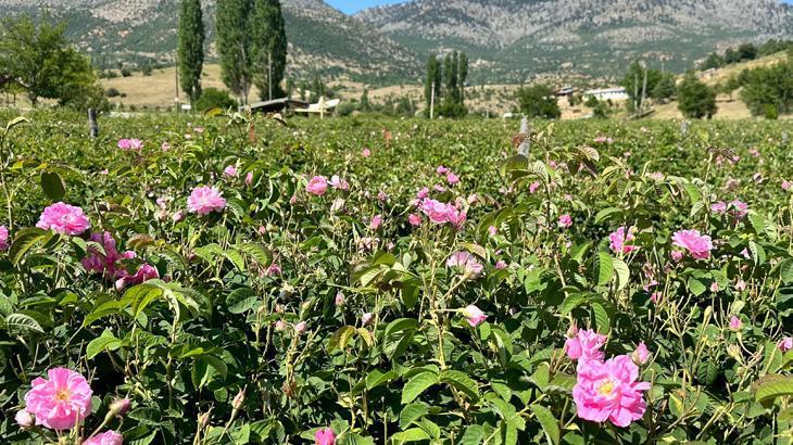 Isparta'nın yaylalarında gül hasadı sürüyor