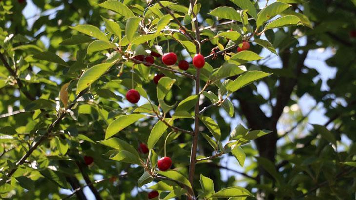 Kirazdaki rekolte kaybı vişnede de bekleniyor