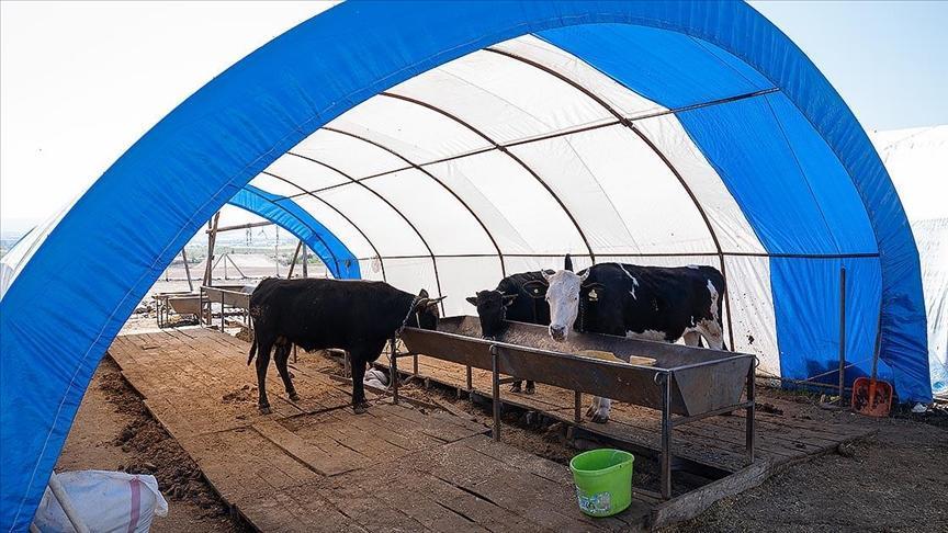 Kurbanlık satışlarının sona ermesiyle hayvan pazarlarındaki çadırlar toplanıyor