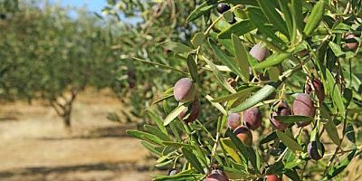 Zeytin ağacının gölgesinde büyüyen hiçbir çocuk bu yıkıma sessiz kalmamalı