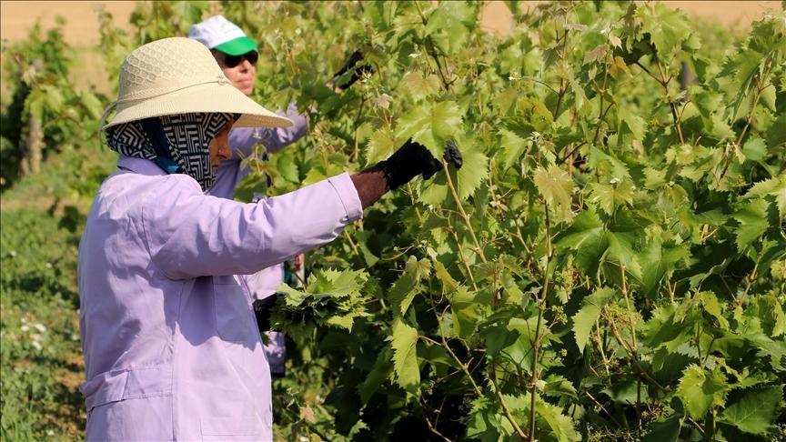 Tekirdağ'ın tescilli Yapıncak asma yaprağında hasat başladı